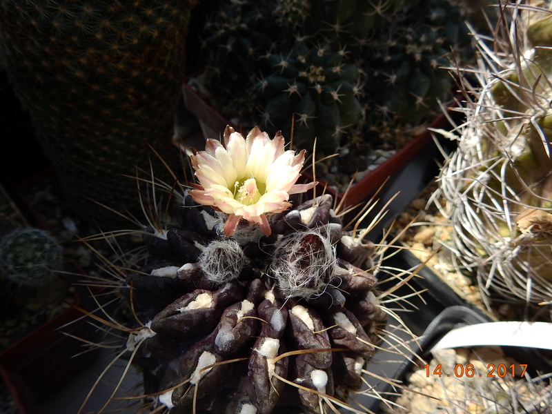 Cacti and Sukkulent in Köln, every day new flowers in the greenhouse Part 166 Bild1122