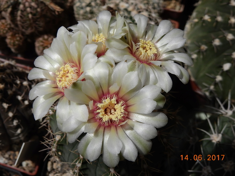 Cacti and Sukkulent in Köln, every day new flowers in the greenhouse Part 166 Bild1126