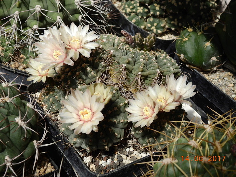 Cacti and Sukkulent in Köln, every day new flowers in the greenhouse Part 166 Bild1130