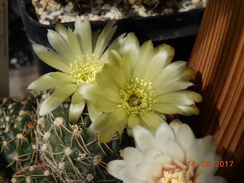 Cacti and Sukkulent in Köln, every day new flowers in the greenhouse Part 166 Bild1133