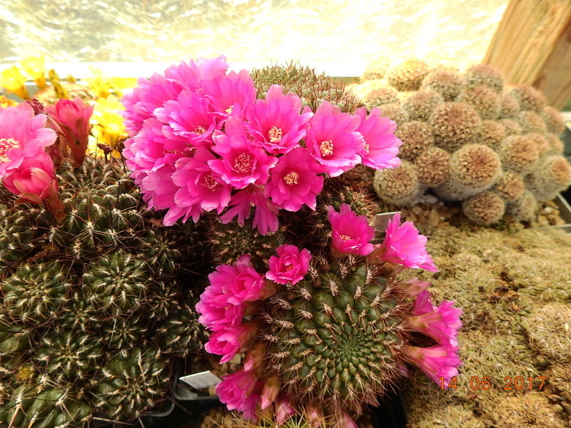 Cacti and Sukkulent in Köln, every day new flowers in the greenhouse Part 166 Bild1208