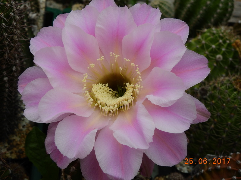 Cacti and Sukkulent in Köln, every day new flowers in the greenhouse Part 166 Bild1236