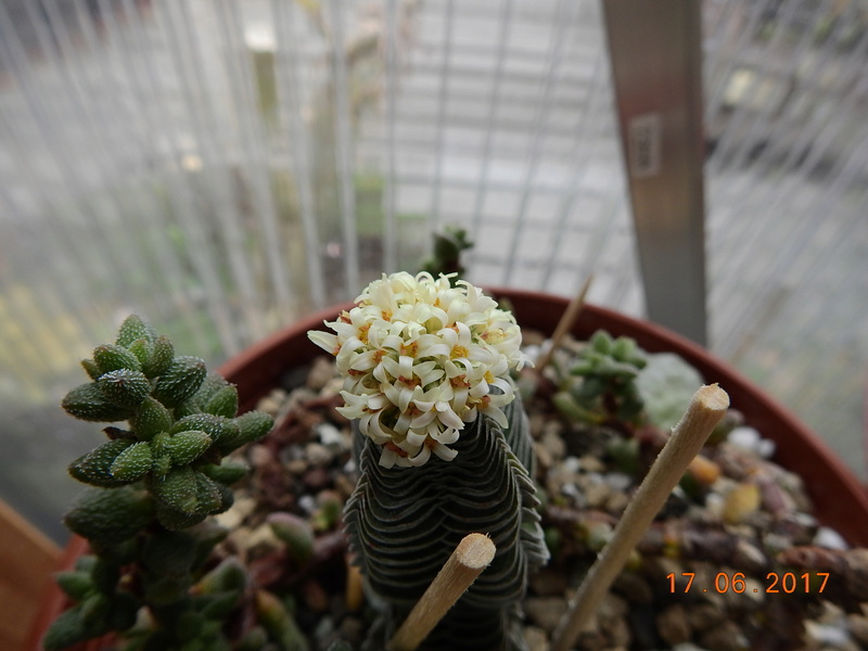 Cacti and Sukkulent in Köln, every day new flowers in the greenhouse Part 167 Bild1270