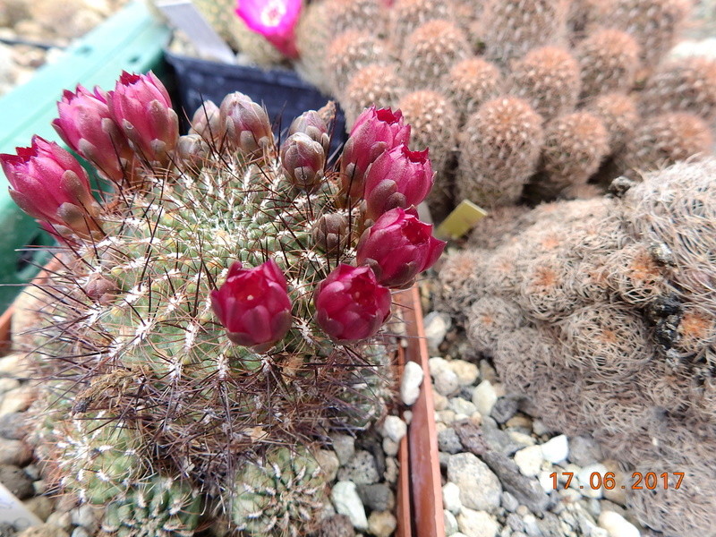 Cacti and Sukkulent in Köln, every day new flowers in the greenhouse Part 167 Bild1286