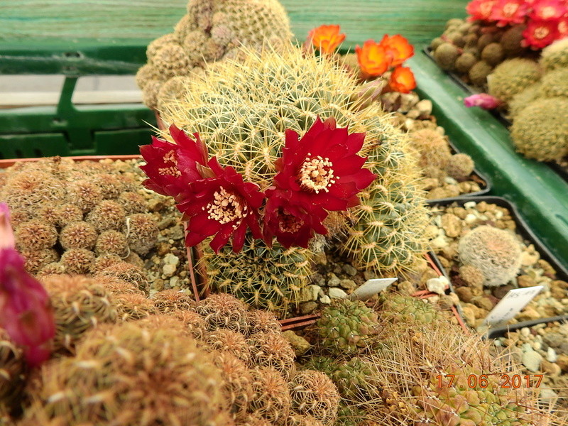 Cacti and Sukkulent in Köln, every day new flowers in the greenhouse Part 167 Bild1294