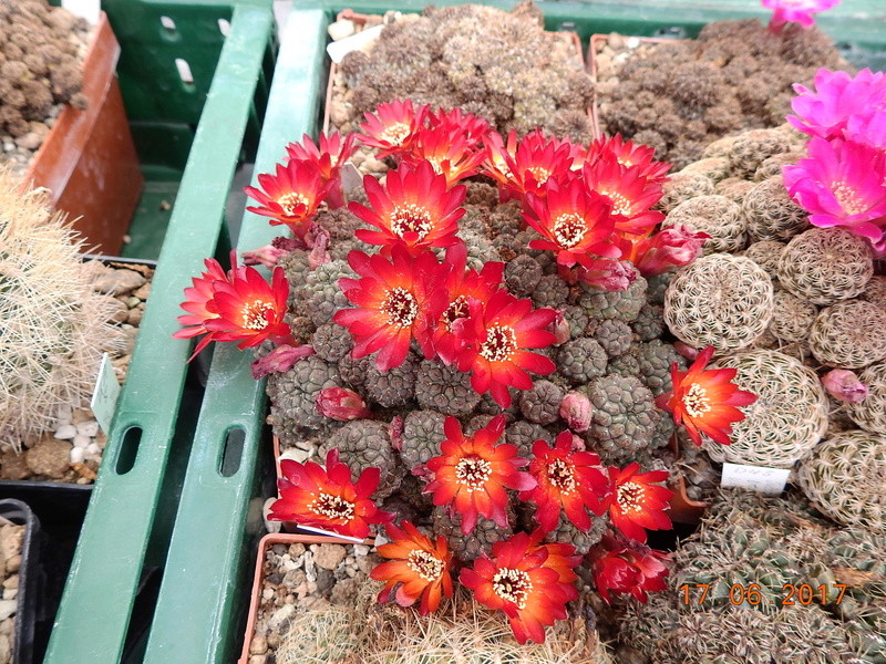 Cacti and Sukkulent in Köln, every day new flowers in the greenhouse Part 167 Bild1300