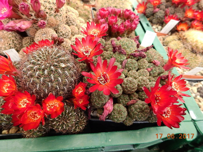 Cacti and Sukkulent in Köln, every day new flowers in the greenhouse Part 167 Bild1308