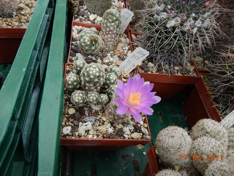 Cacti and Sukkulent in Köln, every day new flowers in the greenhouse Part 167 Bild1309