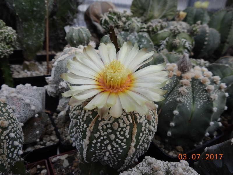 Cacti and Sukkulent in Köln, every day new flowers in the greenhouse Part 167 Bild1325