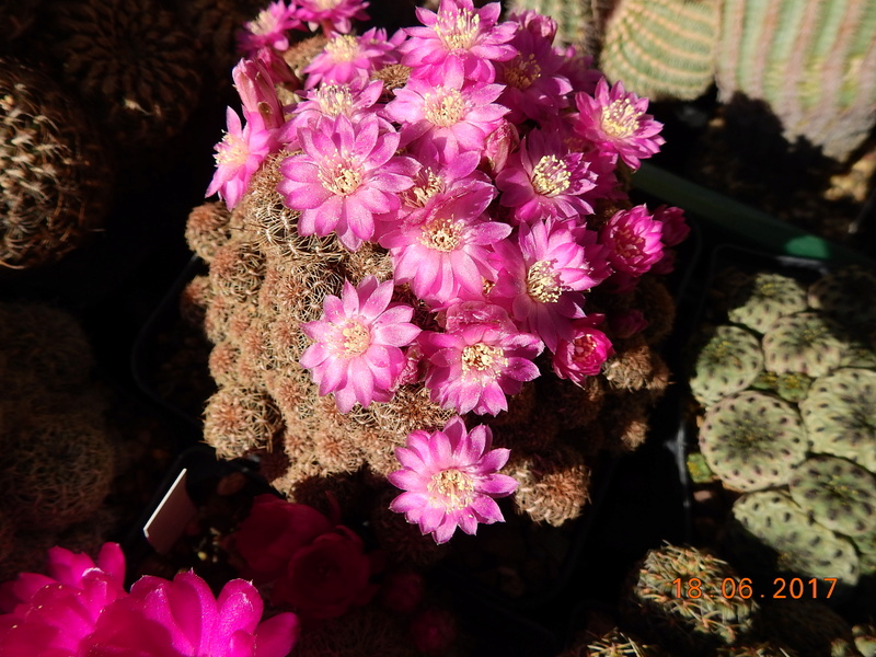 Cacti and Sukkulent in Köln, every day new flowers in the greenhouse Part 168 Bild1360