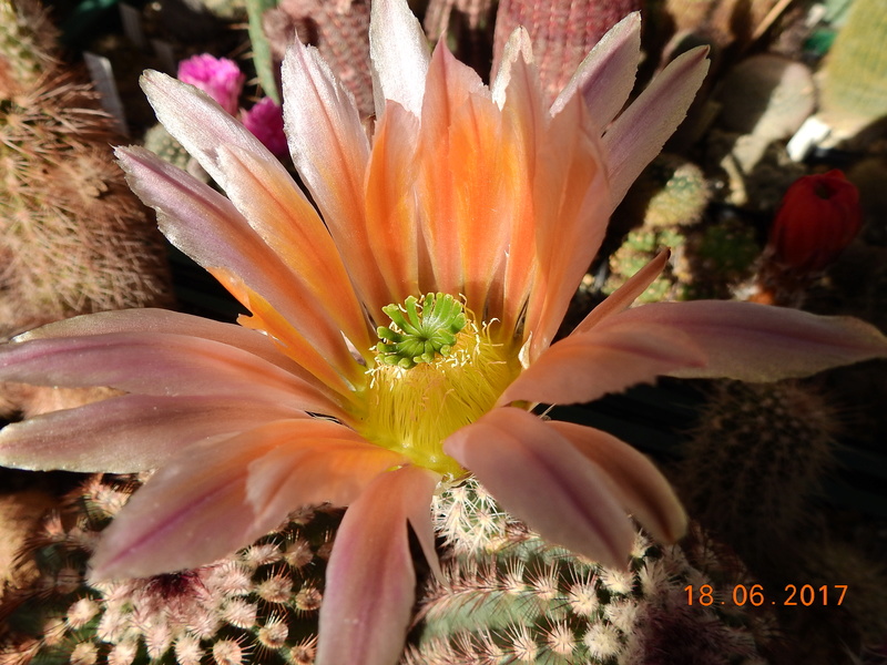 Cacti and Sukkulent in Köln, every day new flowers in the greenhouse Part 168 Bild1373