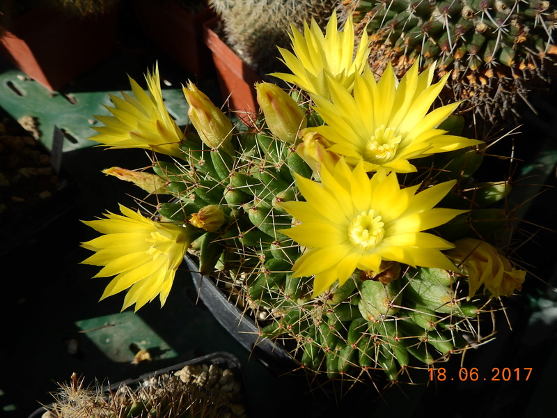 Cacti and Sukkulent in Köln, every day new flowers in the greenhouse Part 168 Bild1376