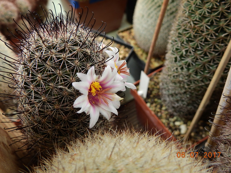 Cacti and Sukkulent in Köln, every day new flowers in the greenhouse Part 168 Bild1383