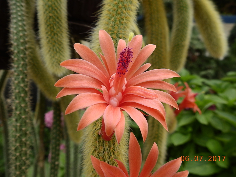 Cacti and Sukkulent in Köln, every day new flowers in the greenhouse Part 168 Bild1391