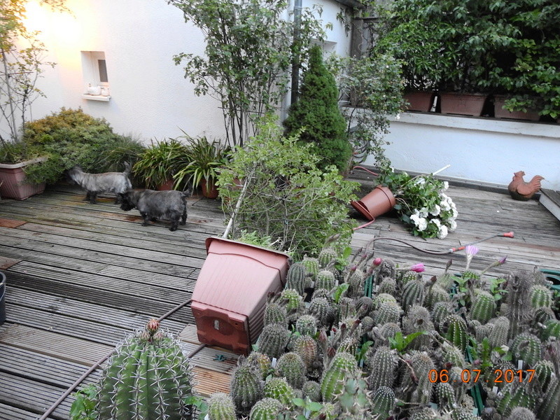 Cacti and Sukkulent in Köln, every day new flowers in the greenhouse Part 168 Bild1396