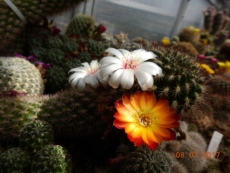 Cacti and Sukkulent in Köln, every day new flowers in the greenhouse Part 168 Bild1411