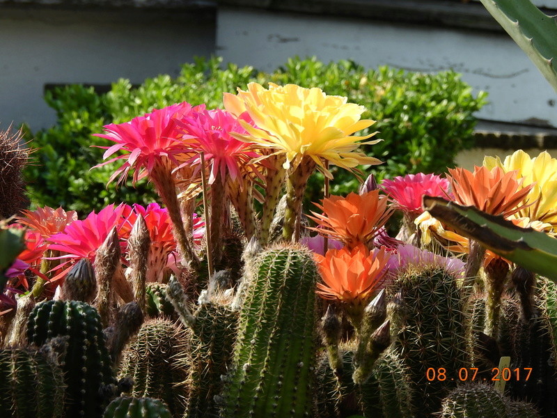 Cacti and Sukkulent in Köln, every day new flowers in the greenhouse Part 168 Bild1413