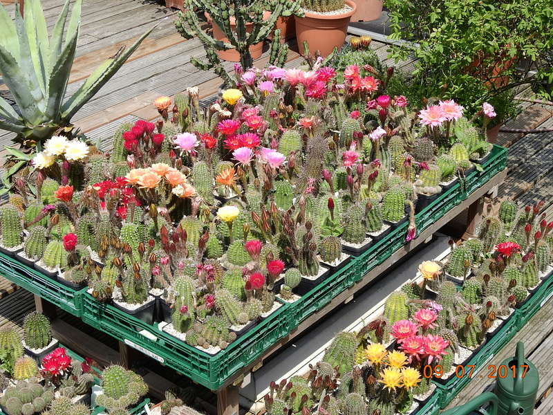 Cacti and Sukkulent in Köln, every day new flowers in the greenhouse Part 168 Bild1431