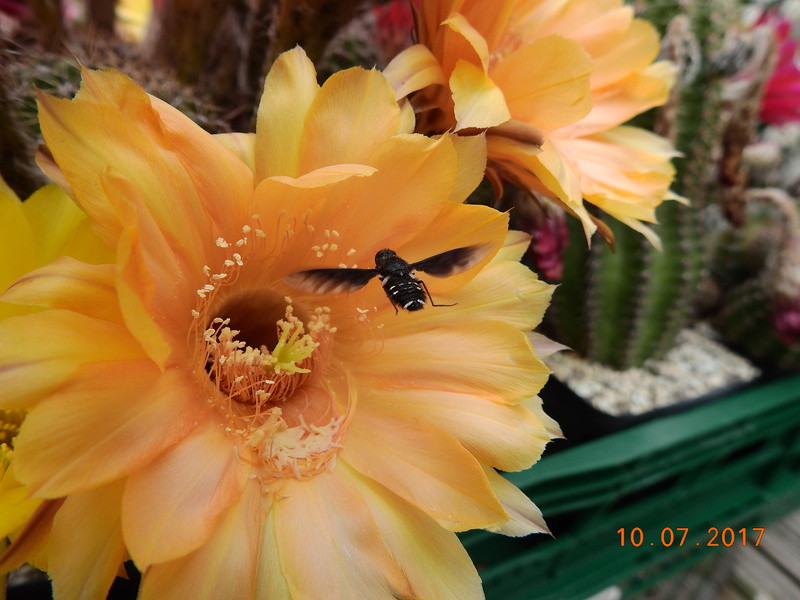 Cacti and Sukkulent in Köln, every day new flowers in the greenhouse Part 168 Bild1433