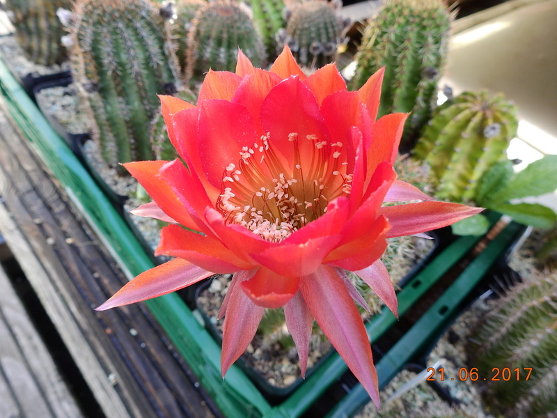 Cacti and Sukkulent in Köln, every day new flowers in the greenhouse Part 168 Bild1459