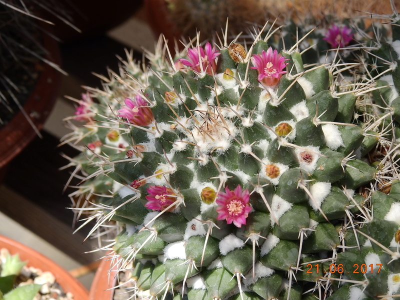 Cacti and Sukkulent in Köln, every day new flowers in the greenhouse Part 168 Bild1463