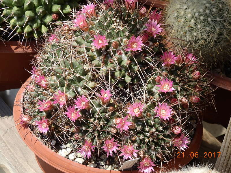 Cacti and Sukkulent in Köln, every day new flowers in the greenhouse Part 168 Bild1471