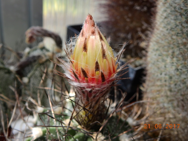 Cacti and Sukkulent in Köln, every day new flowers in the greenhouse Part 168 Bild1472