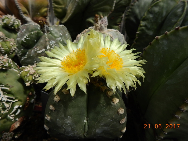 Cacti and Sukkulent in Köln, every day new flowers in the greenhouse Part 168 Bild1475