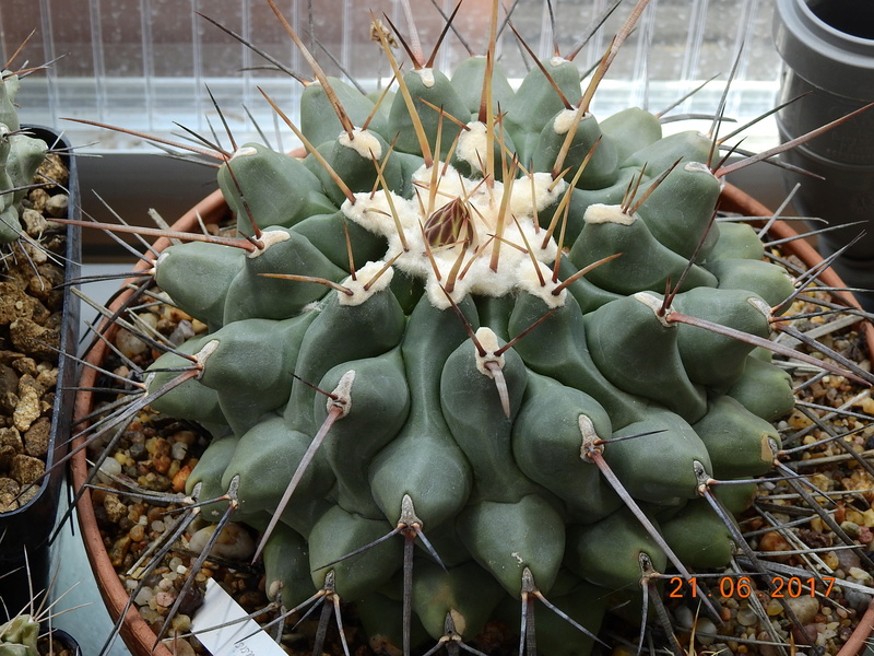 Cacti and Sukkulent in Köln, every day new flowers in the greenhouse Part 168 Bild1480