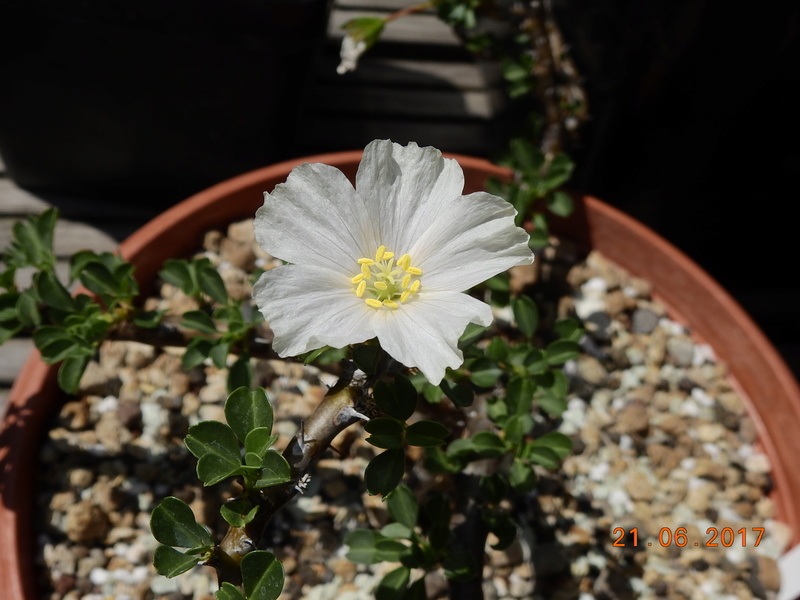 Cacti and Sukkulent in Köln, every day new flowers in the greenhouse Part 168 Bild1485