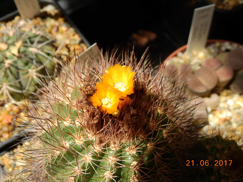 Cacti and Sukkulent in Köln, every day new flowers in the greenhouse Part 168 Bild1497