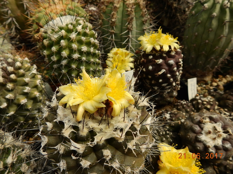 Cacti and Sukkulent in Köln, every day new flowers in the greenhouse Part 168 Bild1501