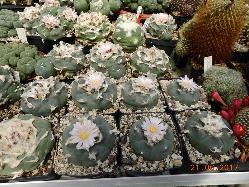 Cacti and Sukkulent in Köln, every day new flowers in the greenhouse Part 169 Bild1528