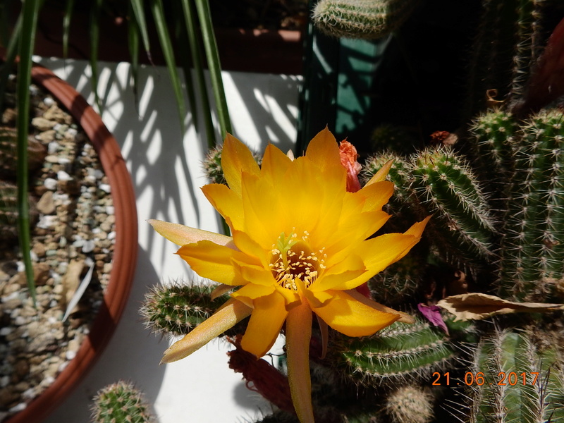 Cacti and Sukkulent in Köln, every day new flowers in the greenhouse Part 169 Bild1541