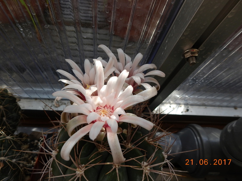 Cacti and Sukkulent in Köln, every day new flowers in the greenhouse Part 169 Bild1572