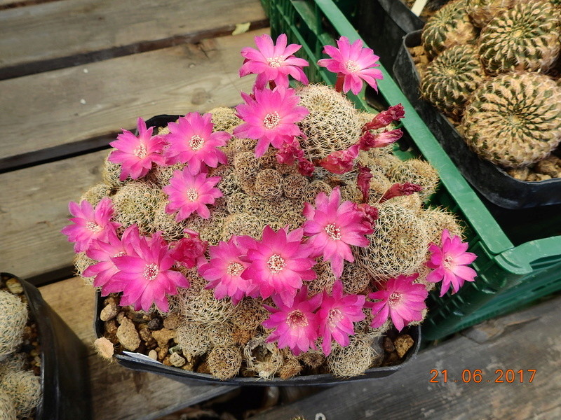 Cacti and Sukkulent in Köln, every day new flowers in the greenhouse Part 169 Bild1579