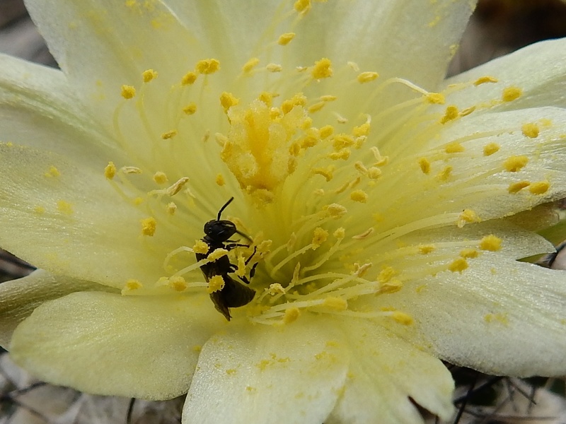 Cacti and Sukkulent in Köln, every day new flowers in the greenhouse Part 169 Bild1611