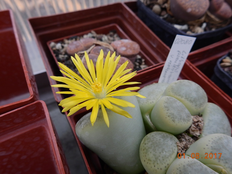 Cacti and Sukkulent in Köln, every day new flowers in the greenhouse Part 170 Bild1714