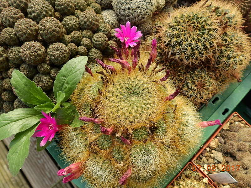 Cacti and Sukkulent in Köln, every day new flowers in the greenhouse Part 170 Bild1754