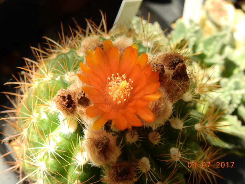 Cacti and Sukkulent in Köln, every day new flowers in the greenhouse Part 170 Bild1782