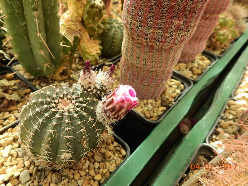 Cacti and Sukkulent in Köln, every day new flowers in the greenhouse Part 171 Bild1813