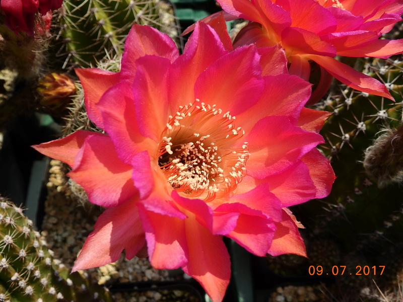 Cacti and Sukkulent in Köln, every day new flowers in the greenhouse Part 171 Bild1846