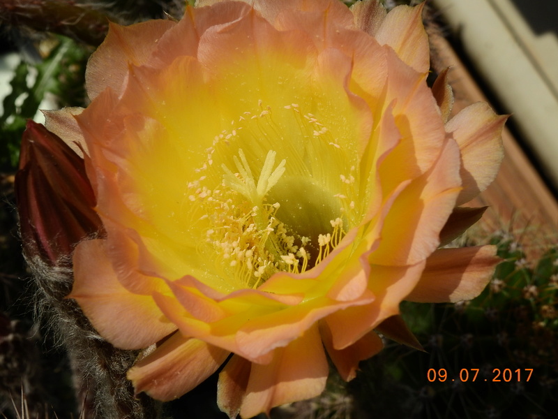 Cacti and Sukkulent in Köln, every day new flowers in the greenhouse Part 171 Bild1851