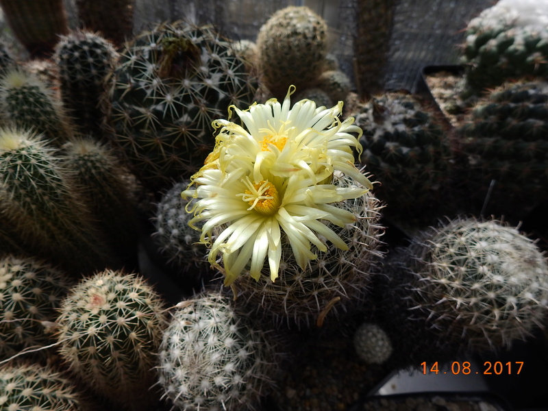 Cacti and Sukkulent in Köln, every day new flowers in the greenhouse Part 171 Bild1874