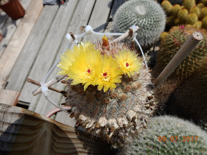 Cacti and Sukkulent in Köln, every day new flowers in the greenhouse Part 171 Bild1915