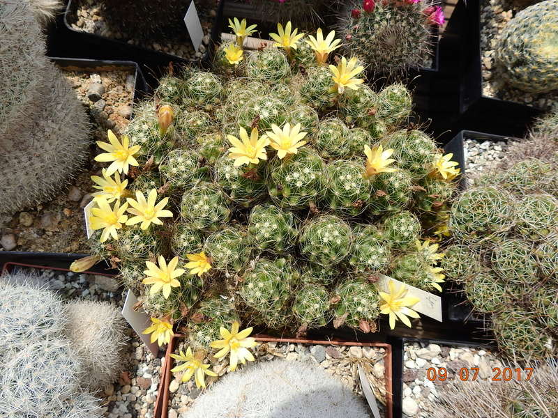 Cacti and Sukkulent in Köln, every day new flowers in the greenhouse Part 171 Bild1917