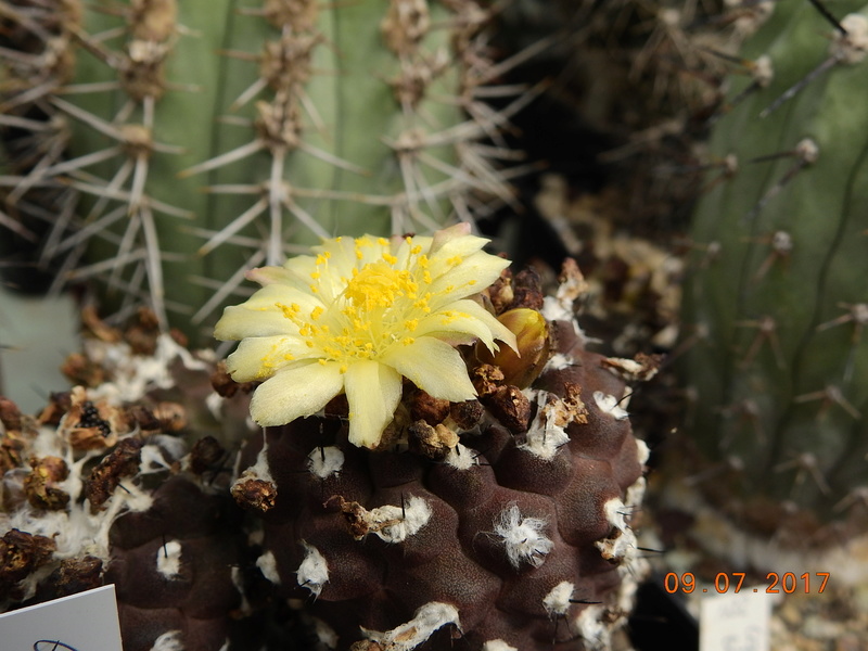 Cacti and Sukkulent in Köln, every day new flowers in the greenhouse Part 171 Bild1924