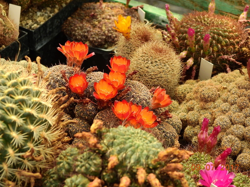 Cacti and Sukkulent in Köln, every day new flowers in the greenhouse Part 171 Bild1933