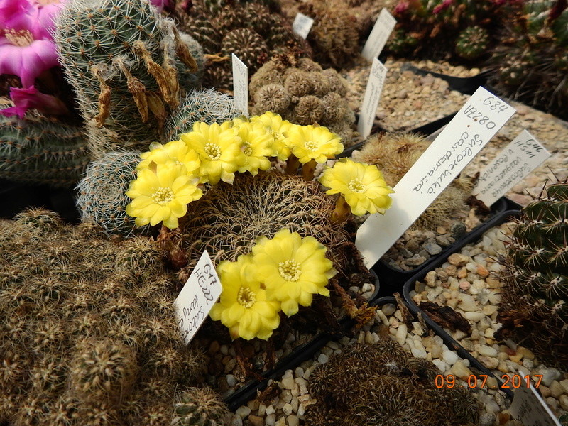 Cacti and Sukkulent in Köln, every day new flowers in the greenhouse Part 171 Bild1939