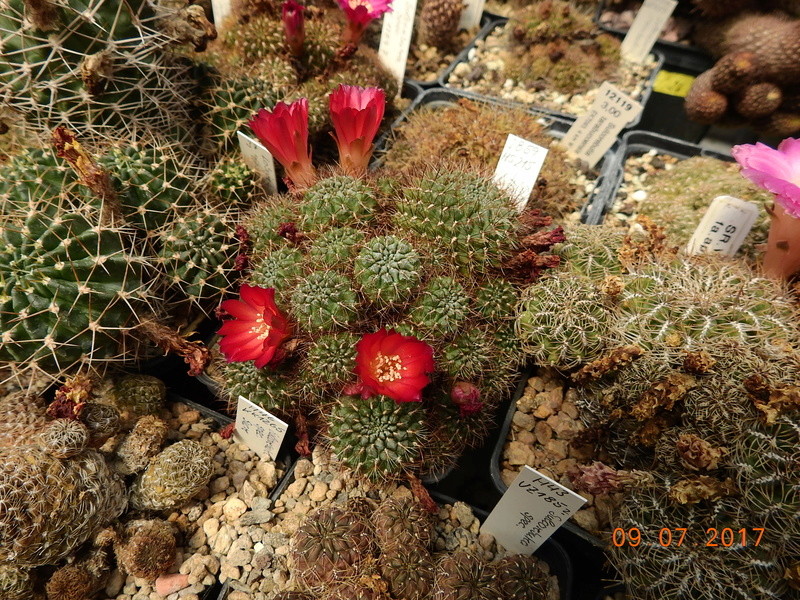 Cacti and Sukkulent in Köln, every day new flowers in the greenhouse Part 171 Bild1943